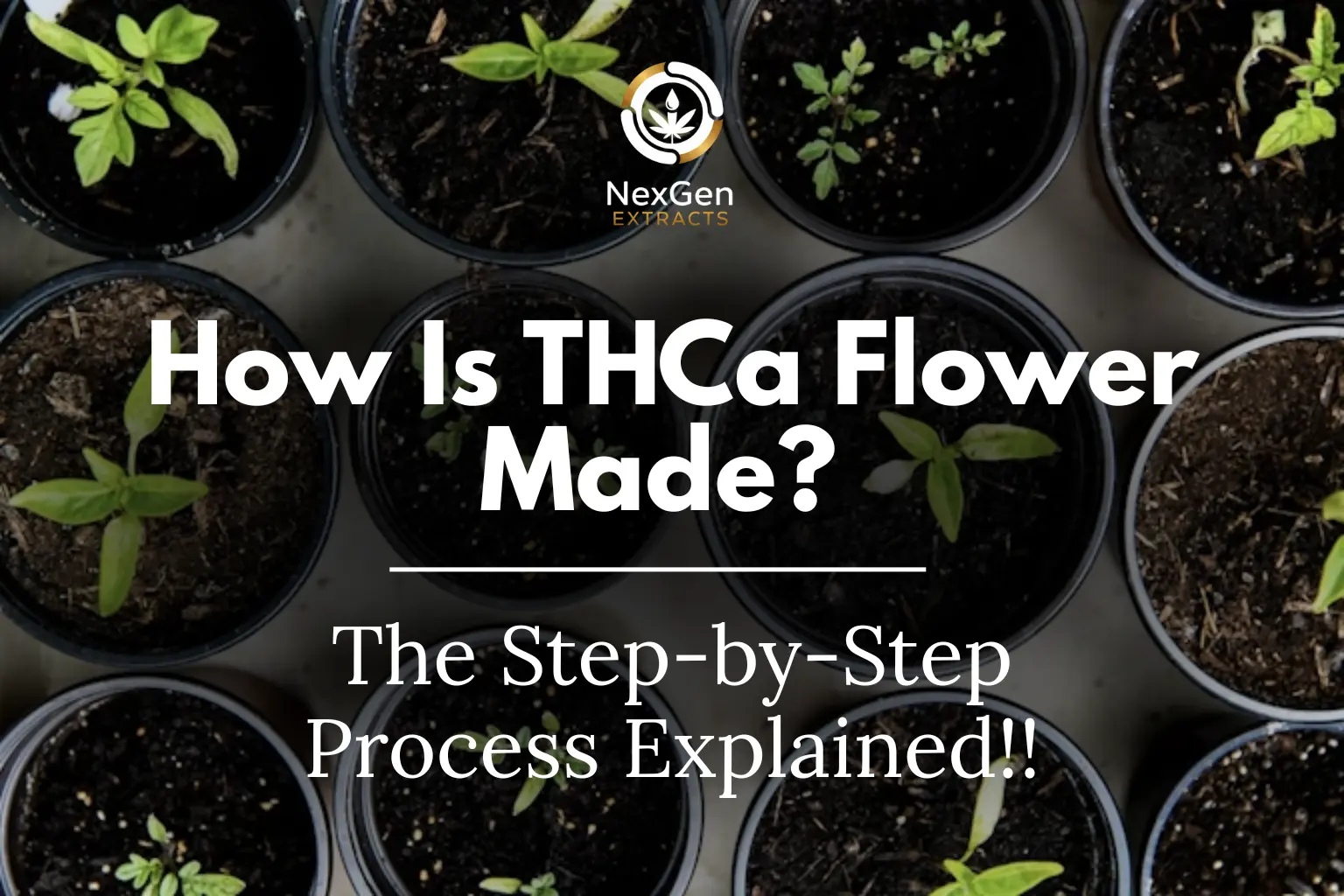 How Is THCa Flower Made? The Step-by-Step Process Explained