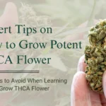 Mistakes to Avoid When Learning How to Grow THCA Flower