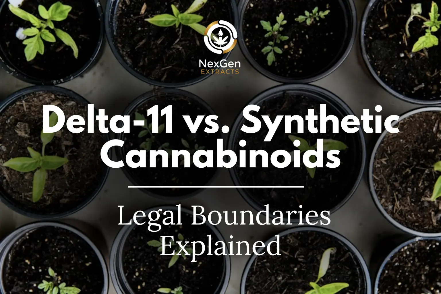 Delta-11 vs. Synthetic Cannabinoids: Legal Boundaries Explained