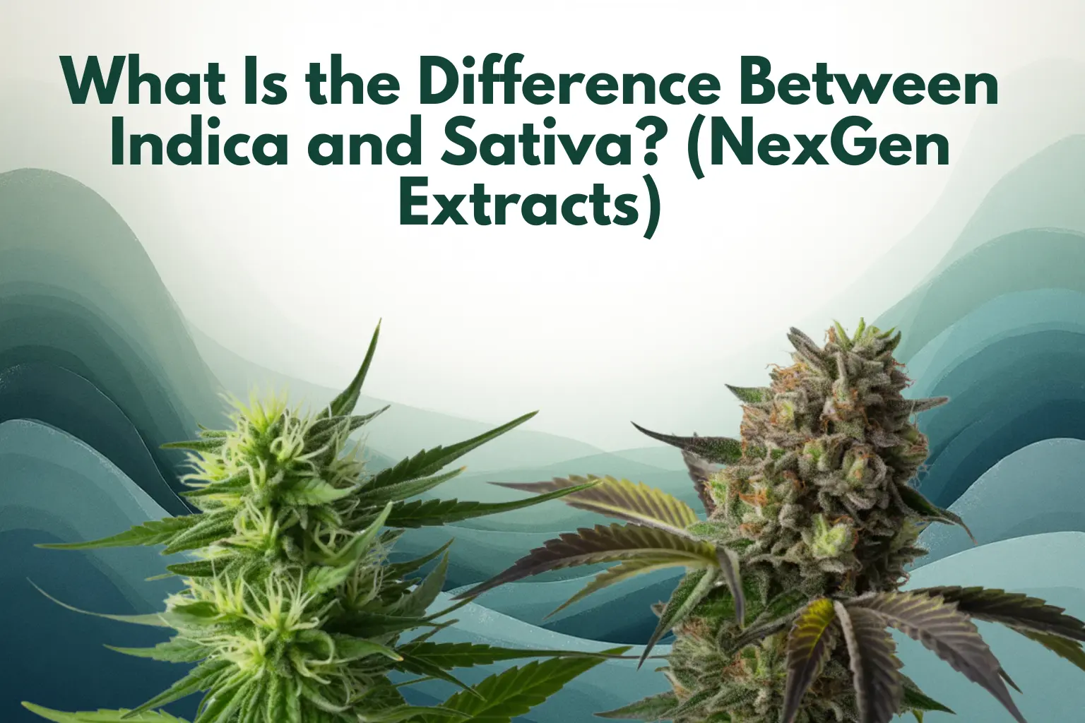 What Is the Difference Between Indica and Sativa?