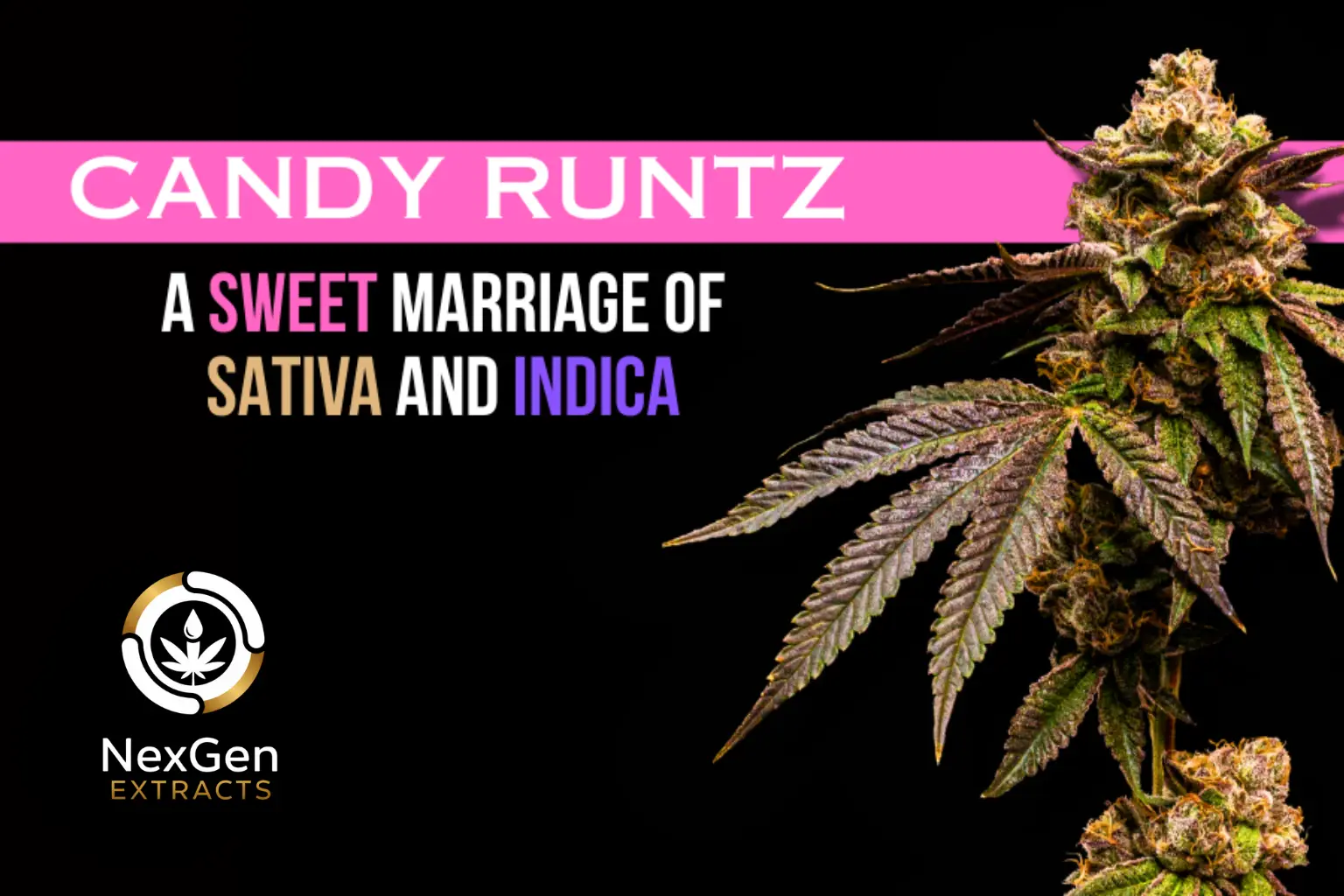 Candy Runtz Strain: The Sweet Legacy of a Cannabis Icon