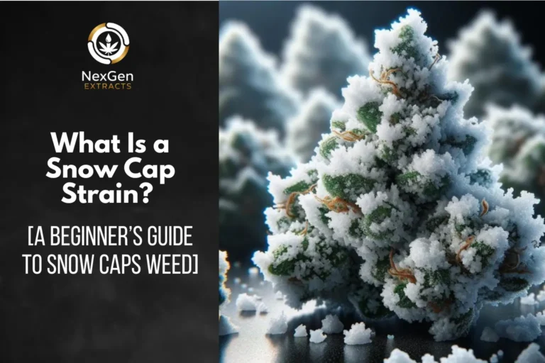 What Is a Snow Cap Strain? [A Beginner’s Guide To Snow Caps Weed]