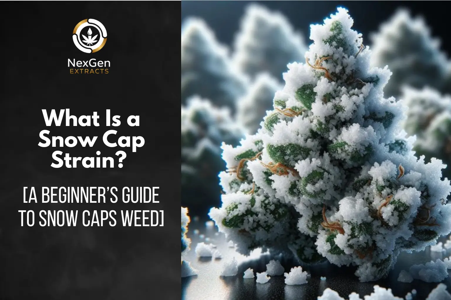 What Is a Snow Cap Strain? [A Beginner’s Guide To Snow Caps Weed]