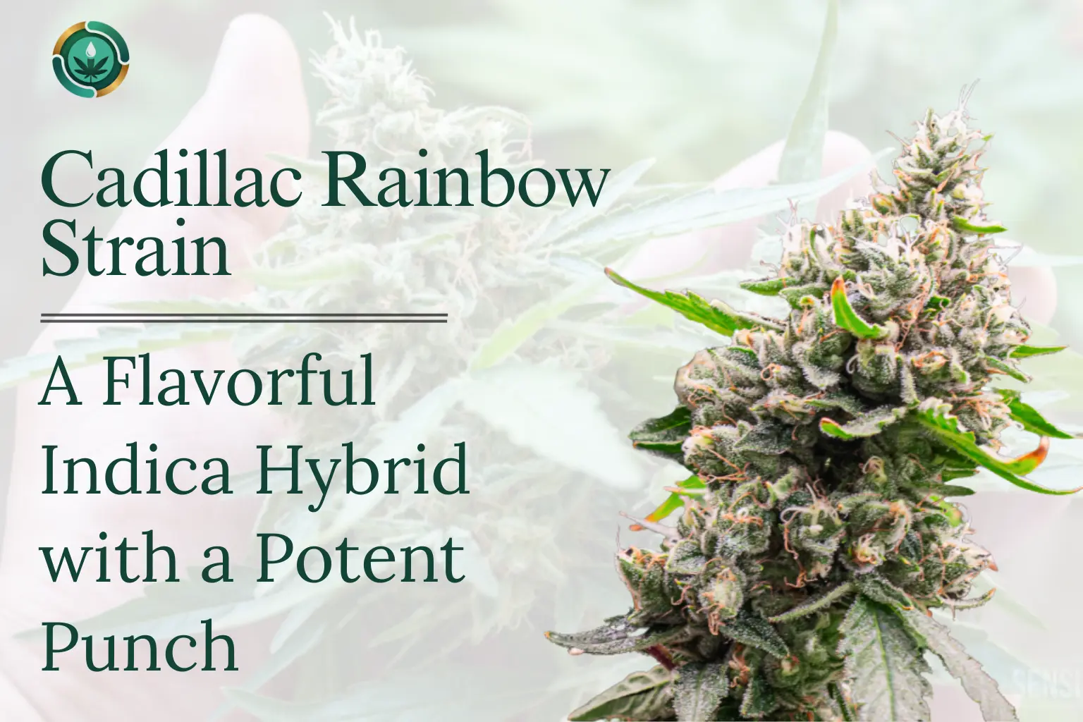 Cadillac Rainbow Strain