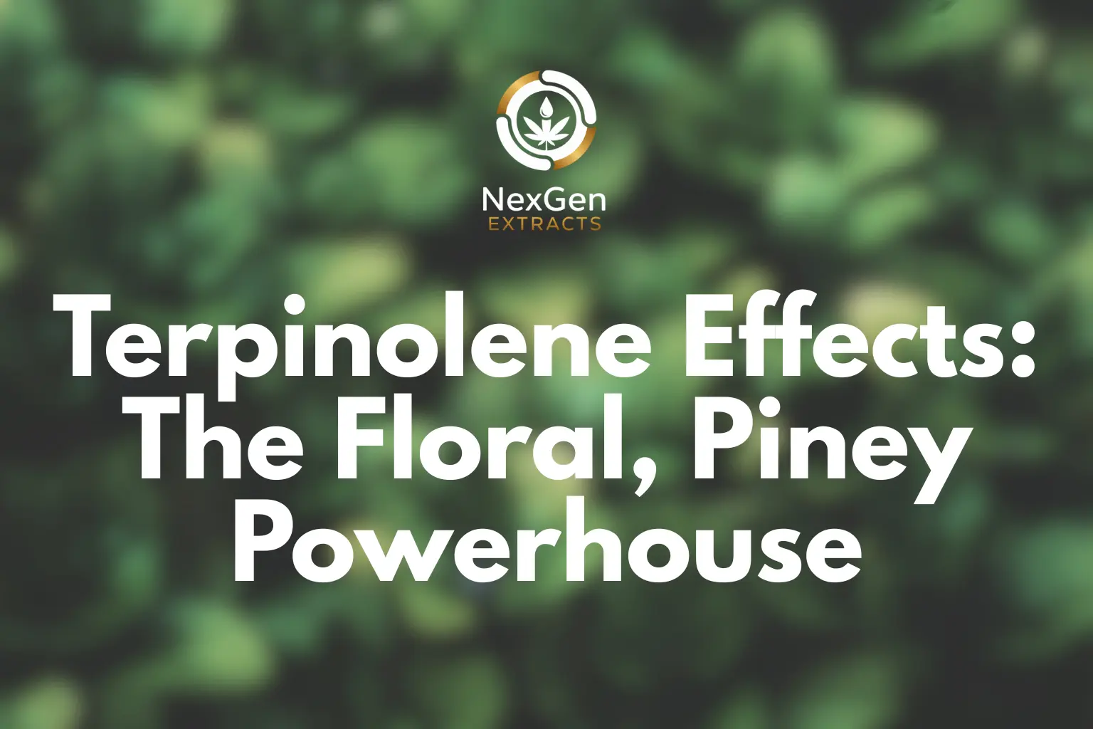 Terpinolene Effects: The Floral, Piney Powerhouse