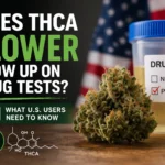 THCA flower and drug test concept showing cannabis buds with test tube and positive THC result indicator, illustrating risk of failing a drug test in the U.S.