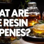 Fresh cannabis live resin concentrate with terpene-rich golden extract beside cannabis buds and vape cartridge on dark background