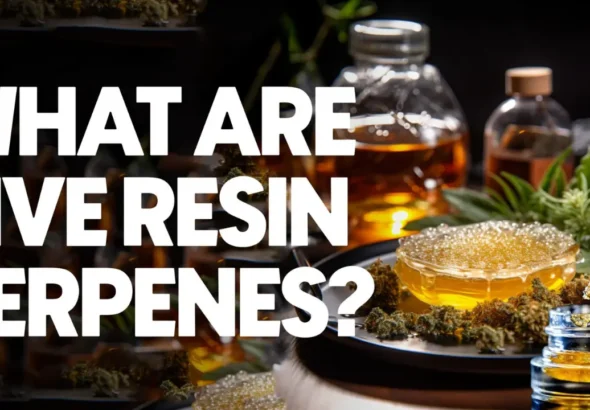 Fresh cannabis live resin concentrate with terpene-rich golden extract beside cannabis buds and vape cartridge on dark background