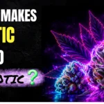 Colorful exotic weed buds covered in frosty trichomes with purple and green hues on a dark premium cannabis background