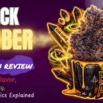 Black Amber strain review featuring dark purple frosty cannabis buds with THC potency and indica dominant hybrid details
