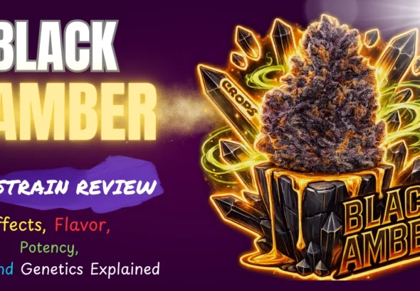 Black Amber strain review featuring dark purple frosty cannabis buds with THC potency and indica dominant hybrid details