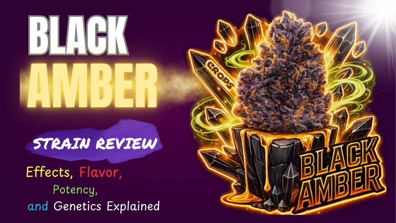 Black Amber strain review featuring dark purple frosty cannabis buds with THC potency and indica dominant hybrid details
