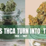 Does THCA turn into THC through decarboxylation process when cannabis flower is heated