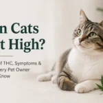 can cats get high?