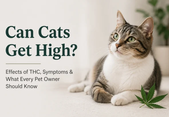 can cats get high?