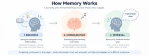how memory works